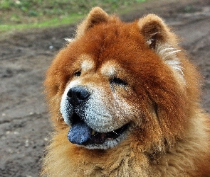 Chow Chow, Pies
