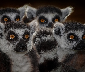 Lemurów, Rodzina