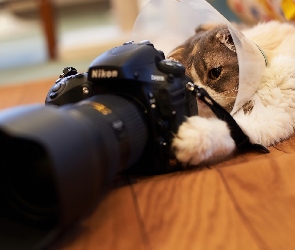 Kot, Nikon, Fotograficzny, Aparat