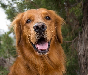 Golden Retriever, Język