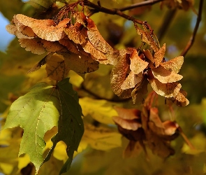 Liście, Klon