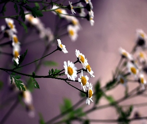 Kwiaty, Makro, Rumianku