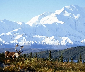Alaska, Jelenie, Jezioro, Łąka, Góry