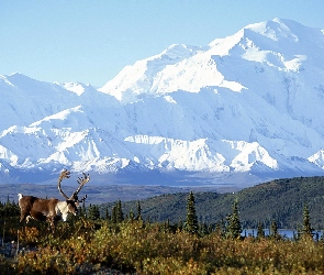 Góry, Jelenie, Łąka, Jezioro, Alaska