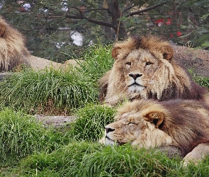 Lwy, Zoo