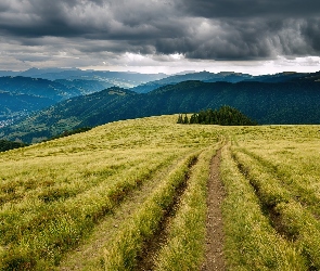 Góry, Lasy, Karpaty, Droga, Chmury, Łąki