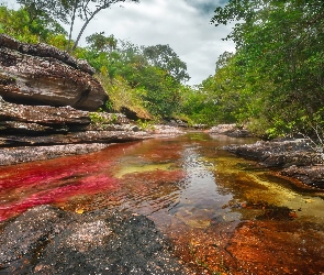 Kolumbia, Świata, Cristales, Cano, Najpiękniejsza, Rzeka