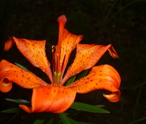 Lilia, Kwiat, Pomarańczowa, Tygrysia