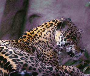 Jaguar, Leżący