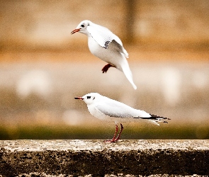 Ptaki, Murek, Dwa