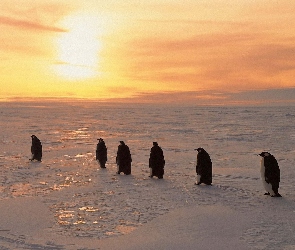 Zachód Słońca, Pingwin