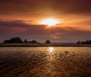 Łabędź, Góry, Jezioro, Drzewa, Promienie, Łąki, Słońca, Chmury