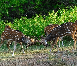 Jelenie, Łąka, Sarny