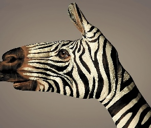 Zebra, Bodypainting