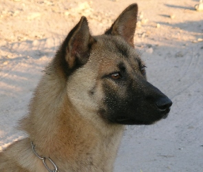 Jindo, głowa