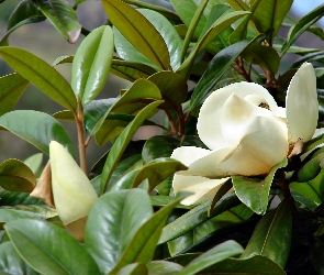Biała, Rozmycie, Magnolia