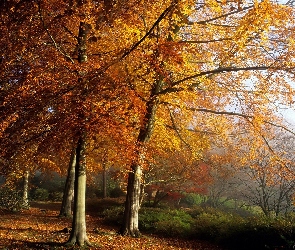 Jesień, Drzewa, Park