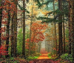 Las, Droga, Jesień, Światło, Liście, Przebijające