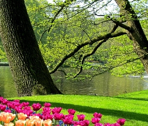 Łabędzie, Wiosna, Park, Tulipany, Staw