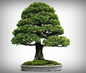 Drzewko, Bonsai