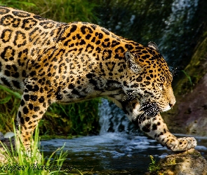 Piękny, Woda, Jaguar
