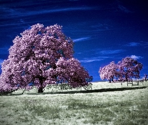 Niebo, Pole, Kwitnące, Drzewa
