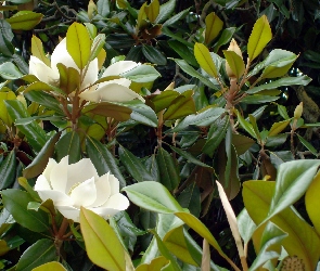 Biała, Krzew, Magnolia