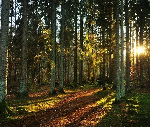 Słońca, Promienie, Ścieżka, Las, Drzewa, Liście
