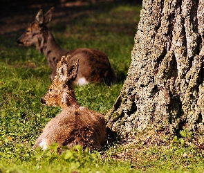 Białowieski, Rozmycie, Narodowy, Jelonki, Park