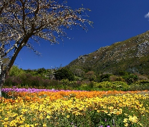 Wiosna, Kirstenbosch, Ogród, Botaniczny, Wzgórza