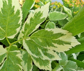 Ogrodowa, Beżowe, Zielone, Liście, Roślina
