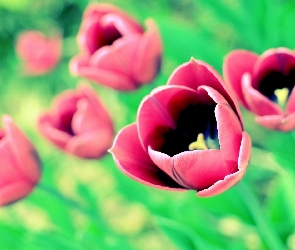 Czerwone, Tulipany
