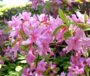Różowy, Rozmycie, Rododendron