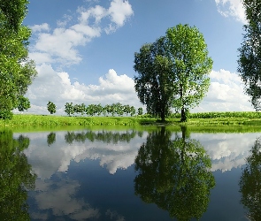 Jezioro, Drzewa, Łąki