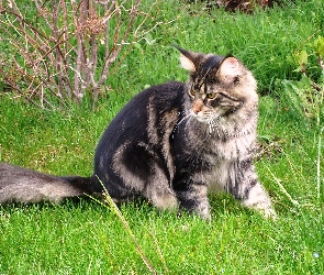 Maine Coon, Trawa, Kotek