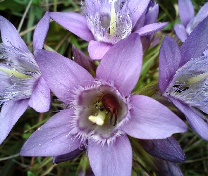 Krokus, Szczypawica