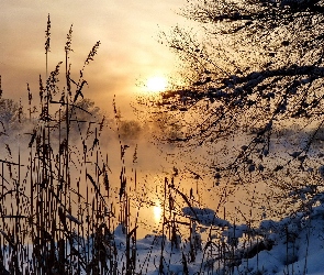 Wschód, Promienie, Śnieg, Słońca, Drzewo, Zima, Trawy