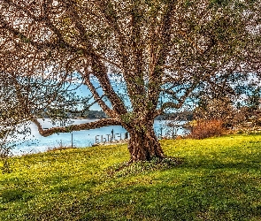 Drzewo, Ogromne, Dom, Jezioro