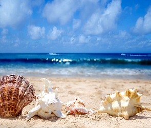 Plaża, Muszle, Ocean