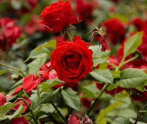Czerwone, Róże, Krzak