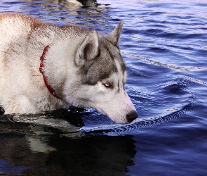 Husky, Obroża, Czerwona, Woda, Pies