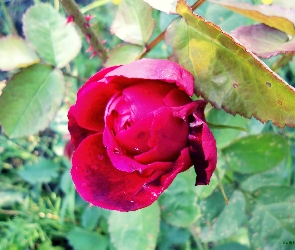 Ogrodowa, Róża