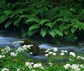 Park, Narodowy, Krwawnik, Potok, Krajcarica, Paprocie, Triglav