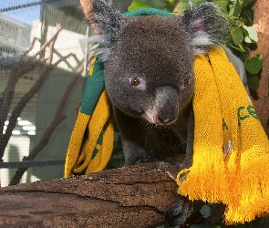 Koala, Szalik, Miś