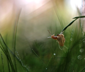 Ślimak, Bokeh, Trawa, Źdźbła