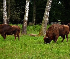 Żubry, Narodowy, Białowieski, Park
