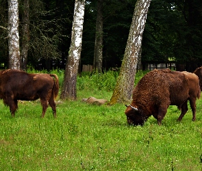 Białowieski, Żubry, Narodowy, Park