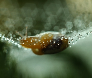 Pajęczyna, Bokeh, Ślimak