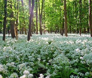 Słońca, Promienie, Las, Wiosna, Białe, Kwiaty