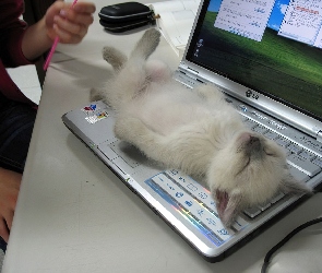 Kot, Odpoczynek, Laptop, Klawiatura